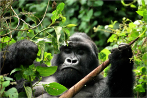 Uganda gorilla safaris
