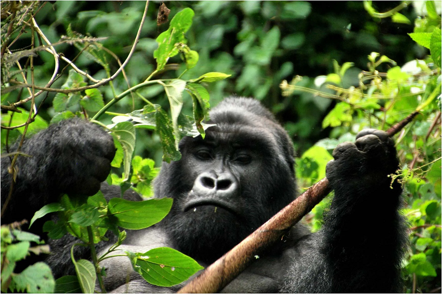 Uganda gorilla safaris